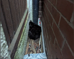 Cat Trapped Between Wall and Fence Cries Out — Not Just for Herself, But for Her Kittens