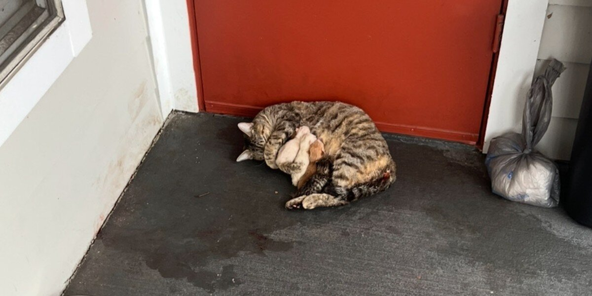 Cat Gives Birth on Apartment Doorstep — And Finds a Family Just in Time