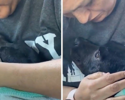 Pregnant Stray Dog Breaks Down With Relief When Rescuer Puts Her in the Car