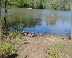Kayaker Spots Strange Movement On Shore — Then Realizes They’re Hairless Puppies