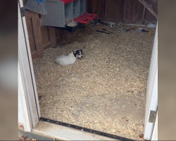 Woman Checks Her Chicken Coop — And Finds a Shivering Puppy Instead