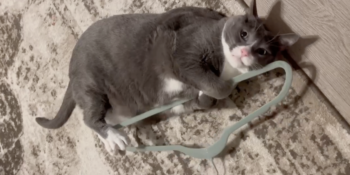 Cat Devastated After Losing His Favorite Hanger Gets the Sweetest Christmas Surprise