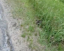 Truck Driver Spots Something Tiny on the Road — And Gains a New Best Friend