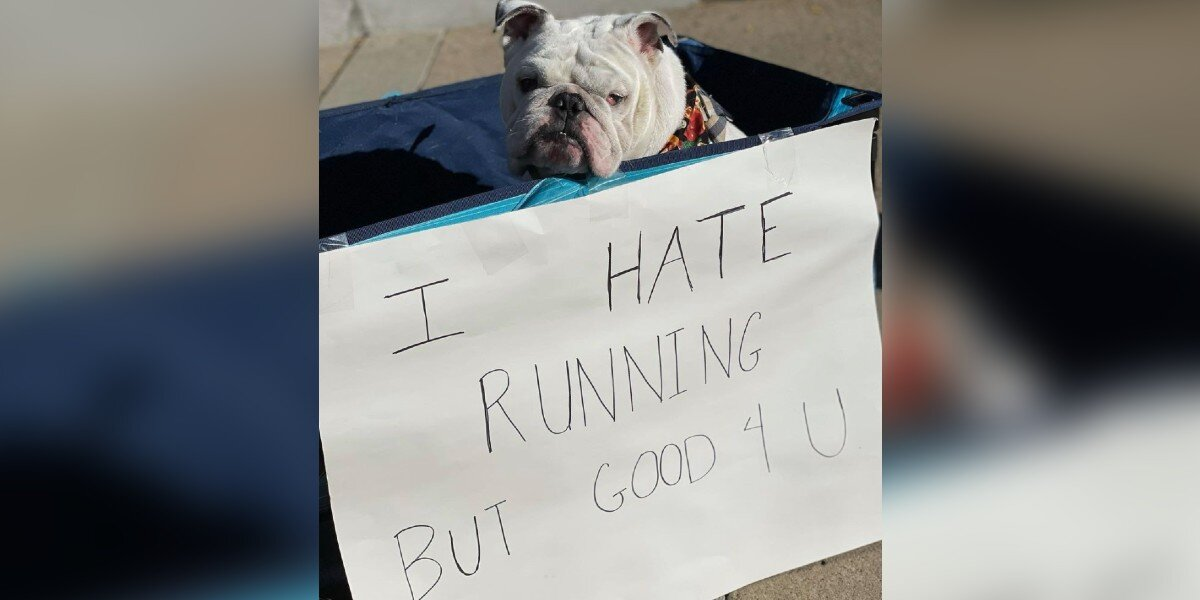 Dog Attends Local Race, Has No Regrets About Skipping the Running Part