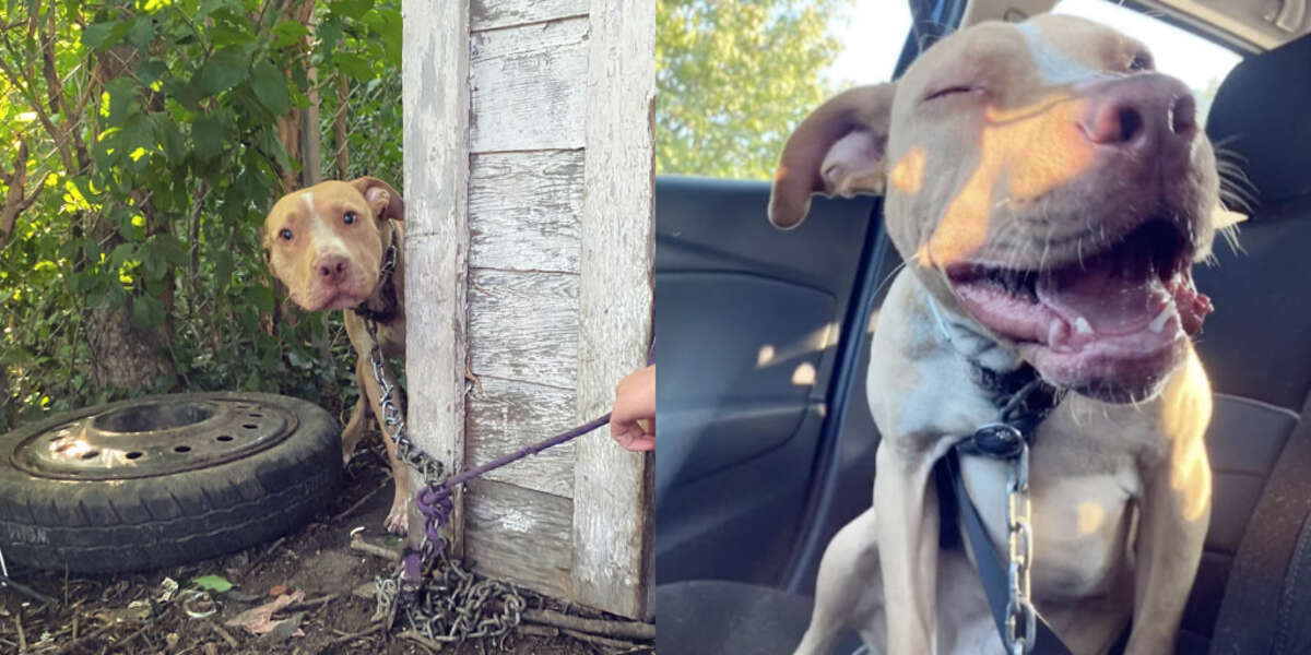Chained and Abandoned Dog Lights Up When He Realizes He's Finally Safe
