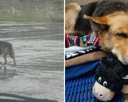Heartbroken Dog Clings to Her Stuffed Toy After Losing Her Owner