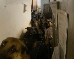Rescuers Enter NYC Apartment and Make a Shocking Discovery: 40 Belgian Malinois in Desperate Need
