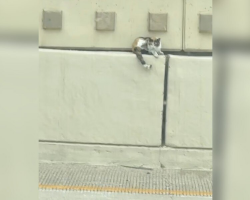 Couple Spots Something Tiny on a Highway Median — Then Realizes It’s a Life in Danger
