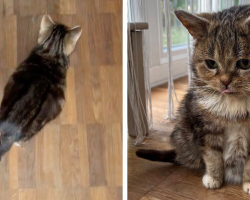 Tiny “Kitten” Never Grew Up — But He’s Not a Kitten at All