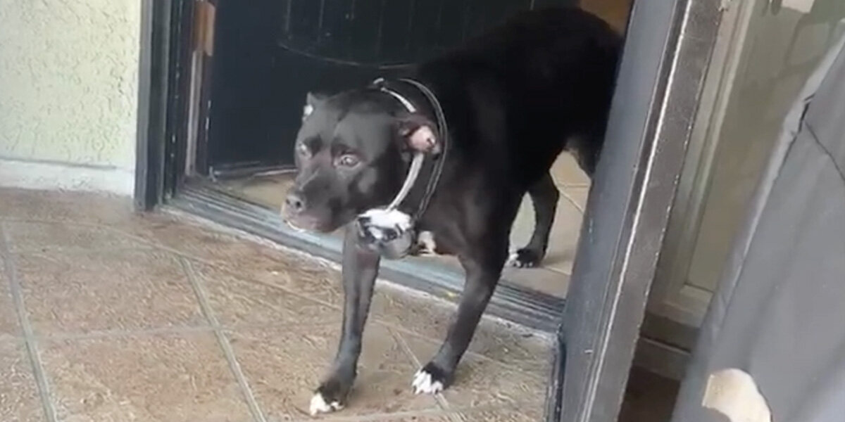 Nervous Pup Freezes — Then Realizes the Stranger Is Her Long-Lost Dad