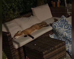 Woman Comes Home To Find An Unexpected Guest Fast Asleep On Her Patio Couch