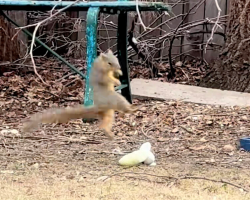 Homeowner Can’t Stop Watching What Squirrels Are Doing With Dog Toys
