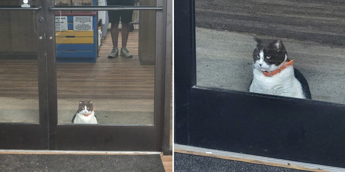 Chubby Cat Becomes Local Donut Shop’s Most Loyal (and Adorable) Customer