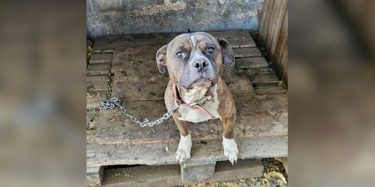 Forgotten Dog Chained to Crumbling Shelter Waits Months for a Miracle