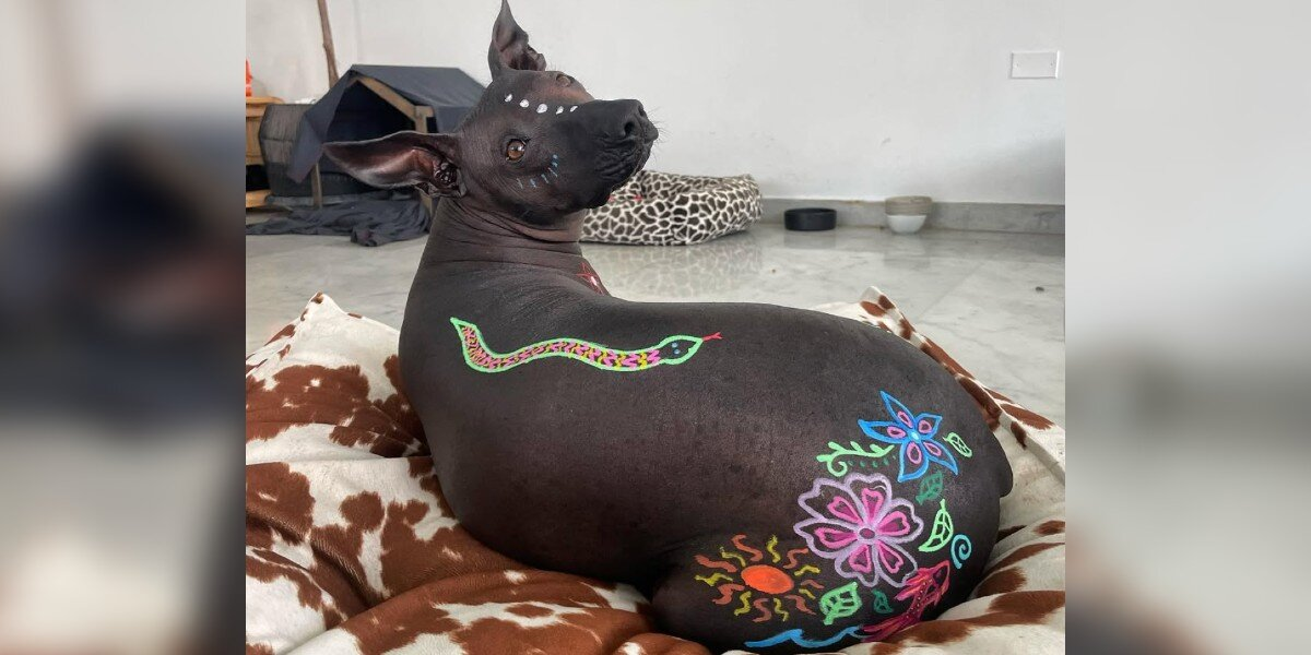 People Once Shunned This Dog — Until Her Mom Turned Her Into a Living Work of Art