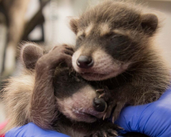 Truck Driver Finds Out She Gave Two Baby Raccoons a Cross-Country Ride