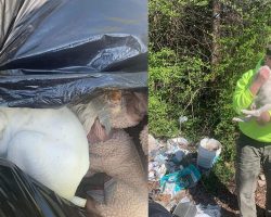 Trash Crew Finds Puppy Abandoned in Garbage Bag — One Man Instantly Knows It’s Fate