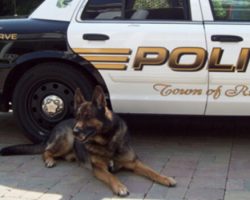 Beloved K9 Officer Zeus Honored With Hero’s Farewell