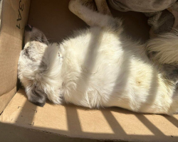 ‘Dead’ Dog Left in Amazon Box Surprises Everyone With His Sweet Spirit