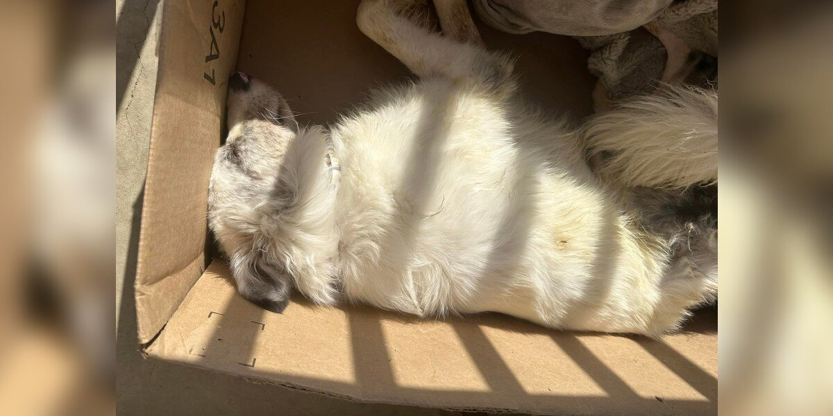 ‘Dead’ Dog Left in Amazon Box Surprises Everyone With His Sweet Spirit
