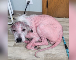 Bald, Sunburned Pup Found in Ditch Becomes a Joyful, Fluffy Miracle