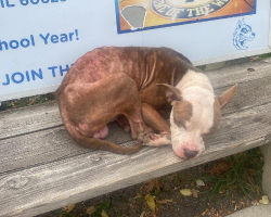 Shivering Dog Waits on Bus Bench for a Family That Never Comes — Until Hope Arrives