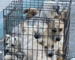 Woman Running Errands Finds 7 Dogs Abandoned in a Cramped Cage — And Saves Them All