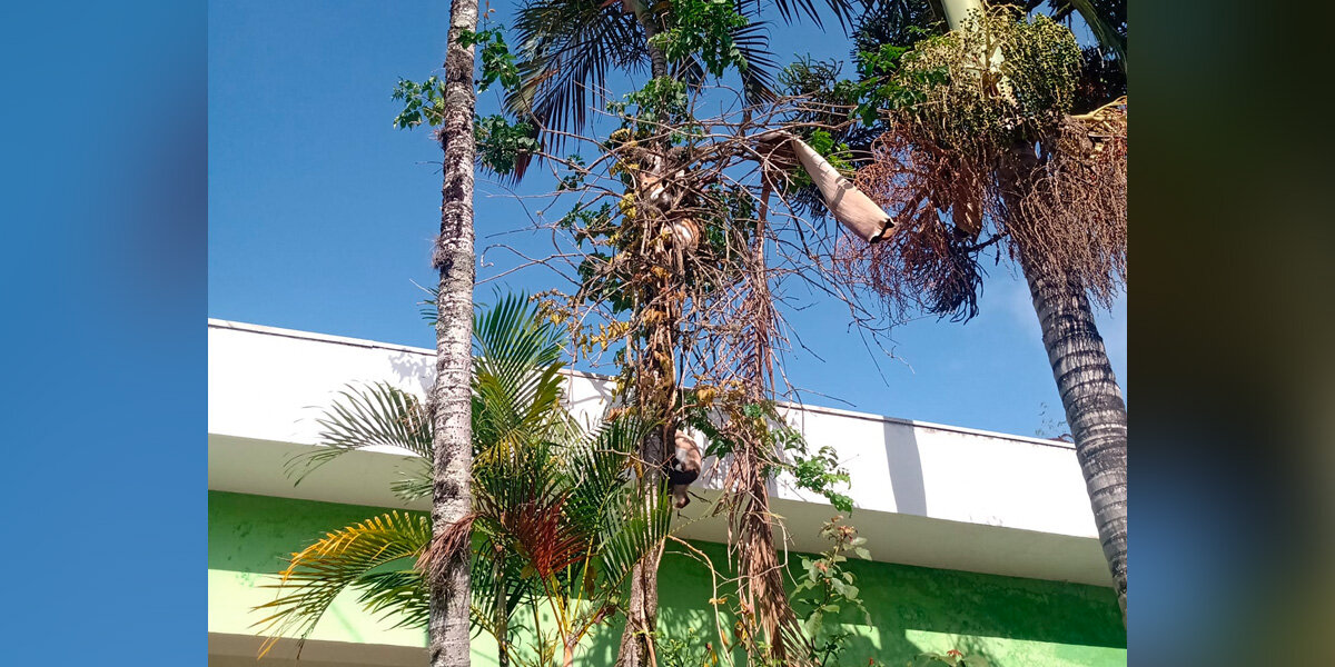 Woman Walking to Work Looks Up and Sees the Most Unexpected Sight