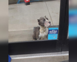 Shoppers Spot a Silent Plea for Help at a Dollar Store — And It Changes Everything
