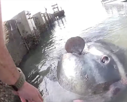 Stranded Giant Sunfish Stares Up at Deputy Who Refuses to Give Up on Him