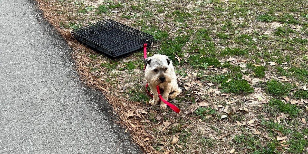 Woman Turns Back After Spotting Terrified Dog Tied to Crate Alone in Park