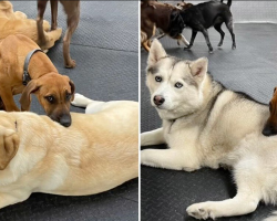 Sleepy Dog Turns Daycare Pals Into Pillows — And No One Minds