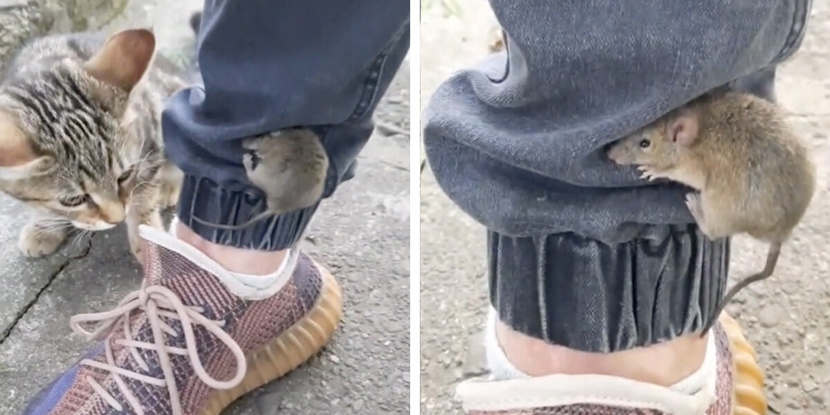 Man Freezes As Mouse Climbs His Leg — Then Makes a Beautiful Choice
