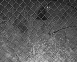 Woman Sees Missing Cat on Camera and Feels Hope Again After 45 Heartbreaking Days