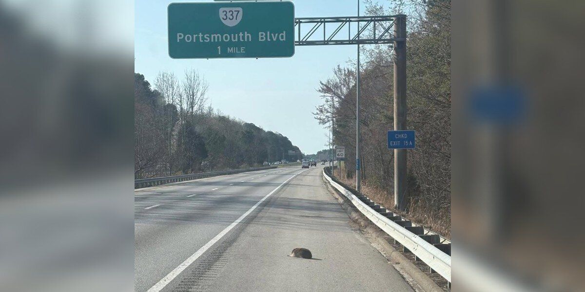 Furry Lump on the Highway Reveals the Sweetest Surprise