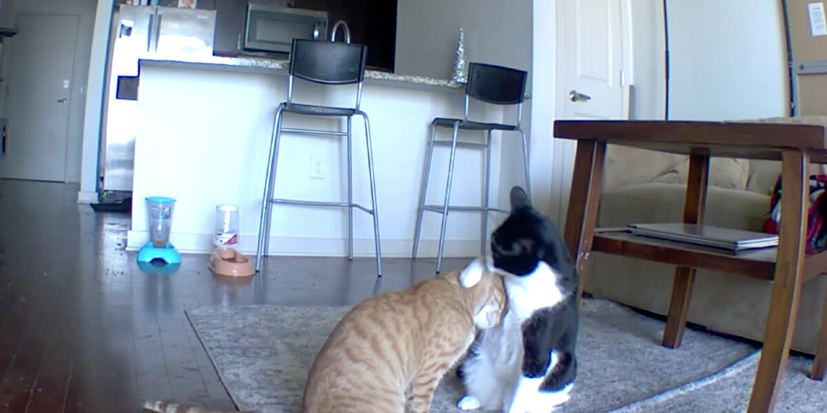 Camera Catches Cat Comforting His Anxious Brother While Mom's Away