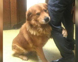 Dog Left in Walmart Parking Lot Shows His Love the Only Way He Knows How — With Hugs