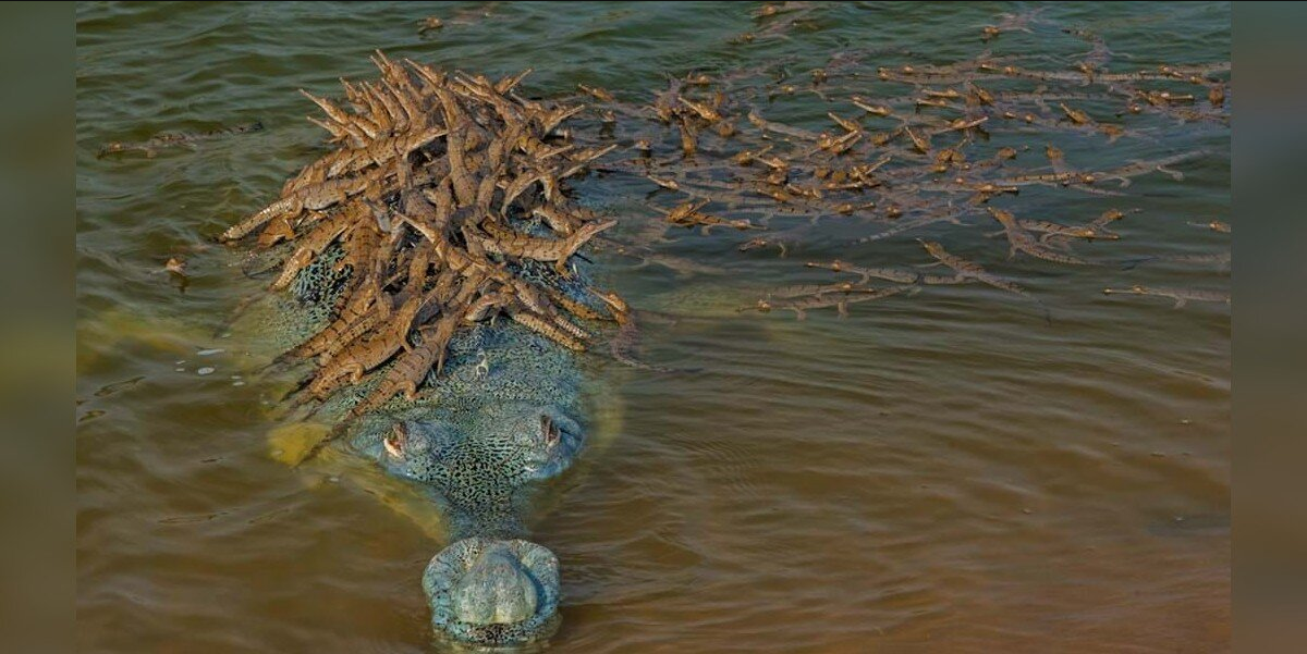 Devoted Crocodile Dad Gives Hundreds of Babies a Ride on His Back