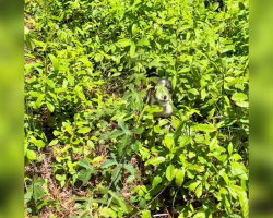 Woman Spots Tiny Face in Grass — and Changes a Puppy’s Life Forever