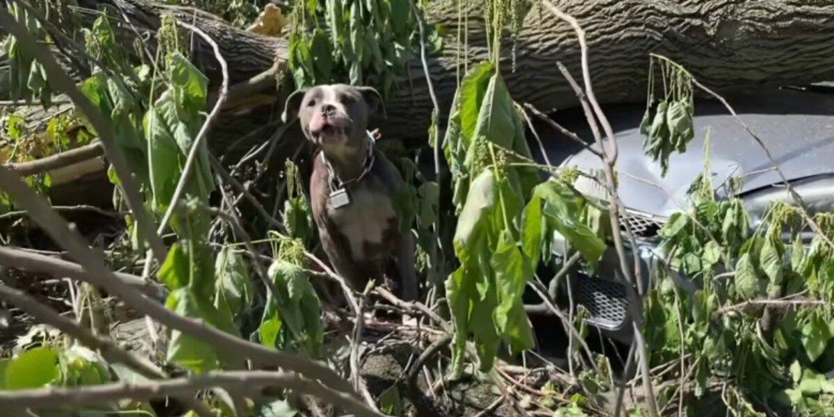 They Heard Cries in the Wreckage — Then a Head Slowly Emerged