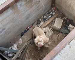 Sad-Eyed Pup Beams With Joy the Moment He Realizes He’s Safe