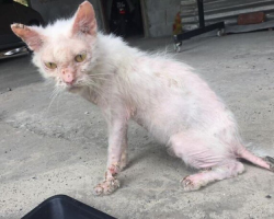 Stray Kitten Under a Car Makes Stunning Transformation Thanks to One Woman’s Love