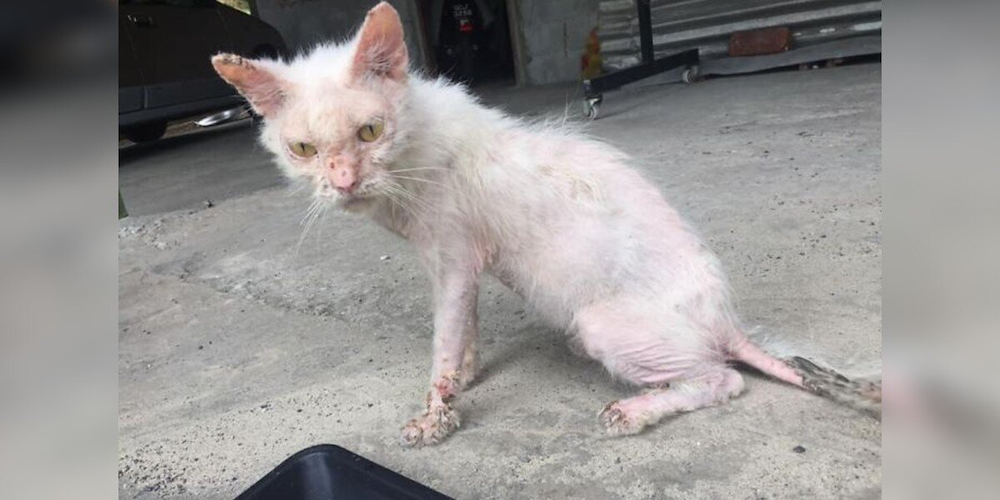 Stray Kitten Under a Car Makes Stunning Transformation Thanks to One Woman’s Love