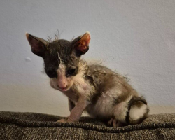 ‘Crusty Little Gremlin’ Kitten Is Hoping for a Forever Home — Warts, Wobbles and All