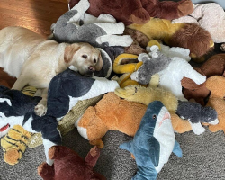 Sweet Labrador Has the Cutest Daily Routine With Her Stuffed Animal Collection