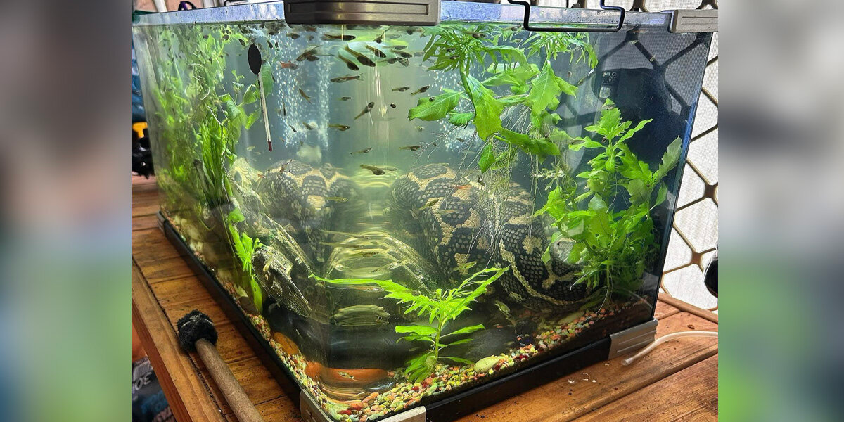 Homeowner Discovers Surprising Guest Curled Up in His Fish Tank