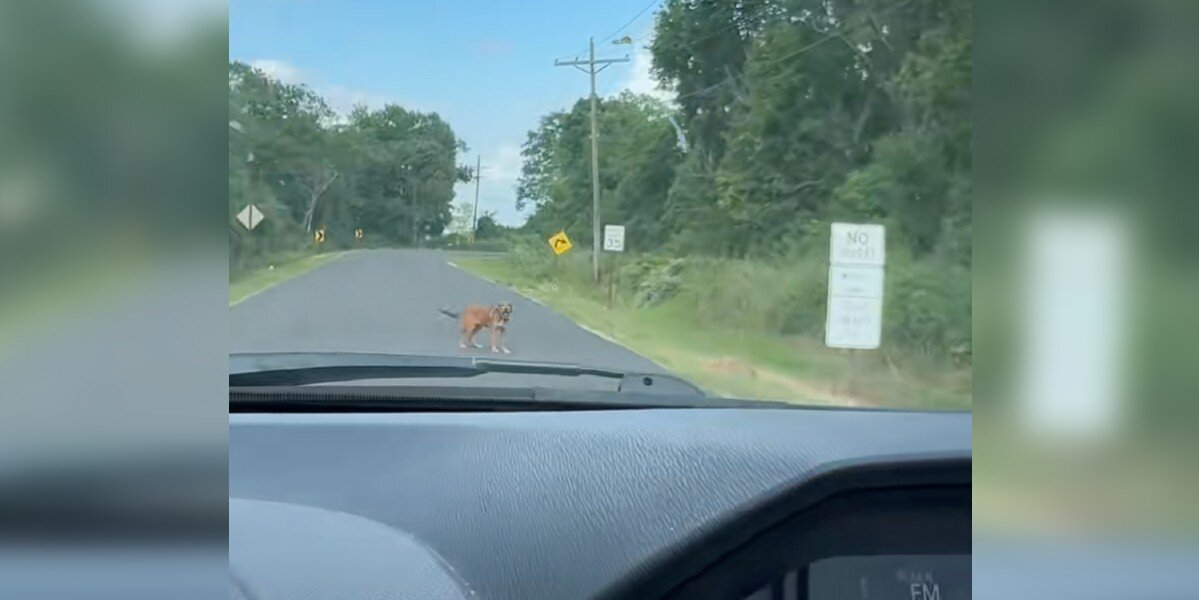 Driver Follows a Gut Feeling — And Finds a Puppy Waiting for Help