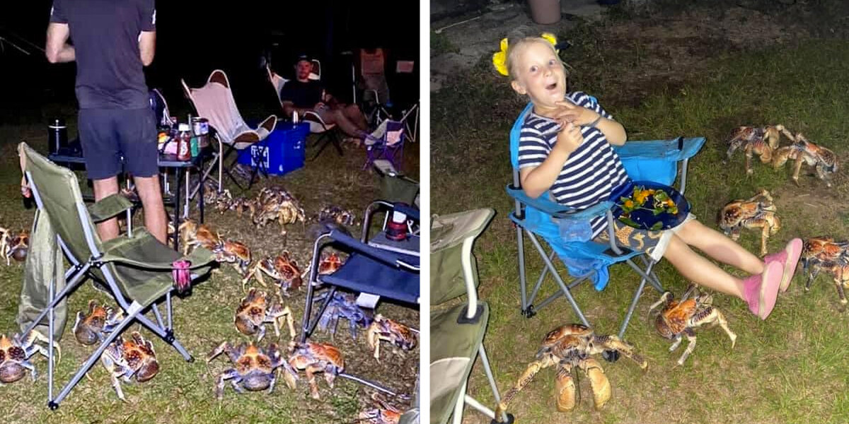 Family’s Picnic Gets Overtaken by a Swarm of Giant Crabs