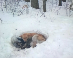 Stray Mom Digs Snow Den To Keep Her Puppies Alive — Then Everything Changes