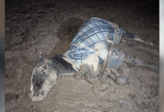 Horse Trapped in Frozen Mud Rescued Just in Time